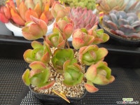 아도데스5-657 다육식물