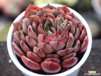 (신품종)필모닝 S0235 다육식물