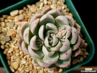 바이올렛퀸 31-149 다육식물