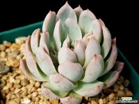 바이올렛퀸 31-149 다육식물