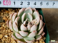 바이올렛퀸 31-149 다육식물