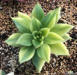 에보니금 다육금