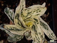 무늬 회오리질경이 [노지월동 2] 야생화