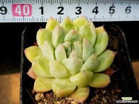 마뉴엘 33-12 다육식물