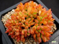 론에반스 철화 5-345 다육철화