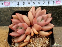 루비도나 34- 다육식물