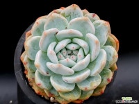 오렌지먼로(중대) 34-327 다육식물