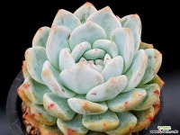 오렌지먼로(중대) 34-327 다육식물