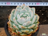 오렌지먼로(중대) 34-327 다육식물