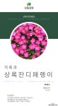 상록잔디패랭이 / 5묶음 / 야생화 / 노지월동 / 주말농장 / 관상용 / 비닐포트 야생화