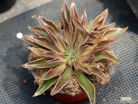 프릴감있는 루테아 중품(미국수입) 다육식물