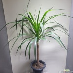 드라고 농장추천상품 공기정화식물 8012018510 공기정화식물