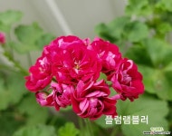 플럼램블러(제라늄) 초본류