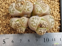 도로시 9105-4775 리톱스/메셈