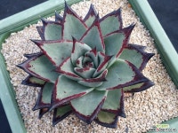 슈퍼클론(원종에보니) 다육식물