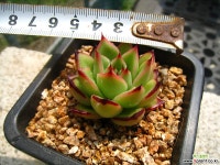 토비0515-1 다육식물