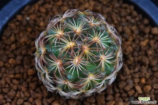 금마차 992 선인장