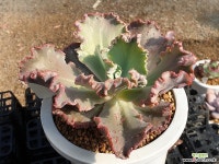 헤라클레스 다육식물