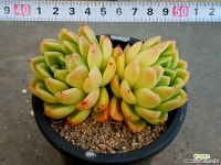 바손교배종(중) 37-101 다육식물