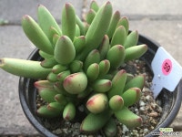 애성 59 다육식물