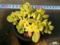 웅동자금 37-432 다육식물