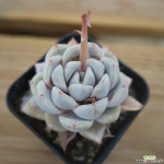 타이니버거 0518-49 다육식물