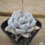 타이니버거 0518-49 다육식물