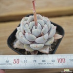 타이니버거 0518-49 다육식물