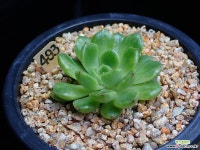 실키금 493 다육금