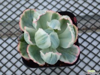 버클리 금_p77 다육금