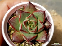 컨투어림 39-441 다육식물