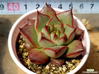 컨투어림 39-441 다육식물