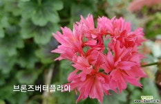 브론즈버터플라이(제라늄) 초본류