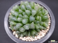 자옥로-7301 다육식물