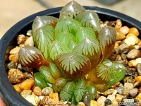 수정군생 83- 하월시아