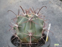 신선옥(실생)2117 선인장