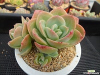 핑크베라5-1668 다육식물