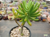 청솔 5-273 다육식물