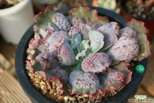 링구아스 다육식물