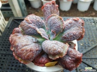 링구아스 다육식물