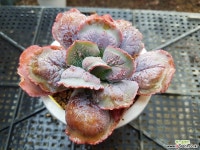 링구아스 다육식물