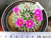 맘밀라리아속856(실생) 선인장