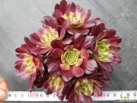 마리드금 다육식물