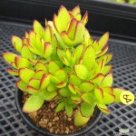 묵은 천구지묘 다육식물