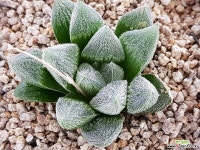 베누스타 9105-5140 하월시아