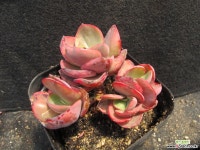 수연금 2563 다육금