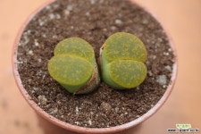 리톱스B042 리톱스/메셈