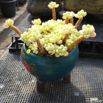 묵은 얼굴작아이쁜 라울 분제외  자연 다육식물