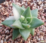센세이션금-58 (속잎장도 금들었어요) 다육식물