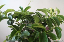 넝큘쟈스민 넝쿨류